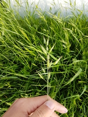 Bromus hordeaceus