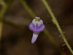 Utricularia geoffrayi