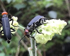 Epicauta mannerheimi