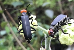 Epicauta mannerheimi