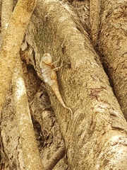 Calotes versicolor
