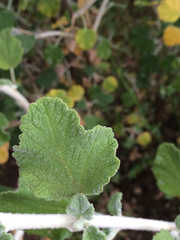 Malacothamnus arcuatus