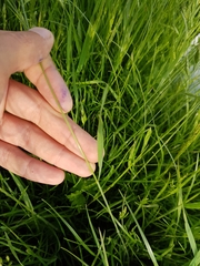 Bromus hordeaceus