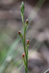 Pterostylis multiflora