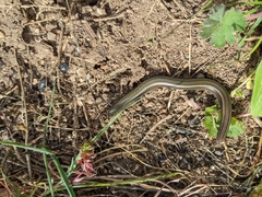 Chalcides chalcides vittatus