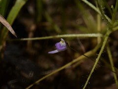 Utricularia geoffrayi