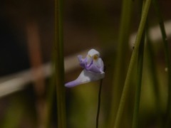 Utricularia geoffrayi