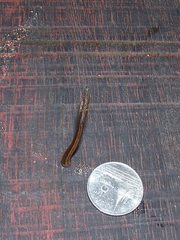 Haemadipsa zeylanica