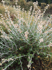 Malacothamnus arcuatus