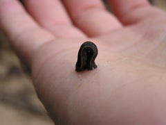 Haemadipsa zeylanica