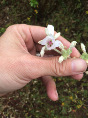 Malacothamnus arcuatus