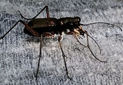 Heptodonta posticalis