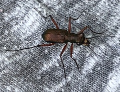 Heptodonta posticalis