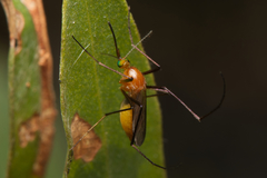 Coquillettidia xanthogaster