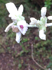 Malacothamnus arcuatus