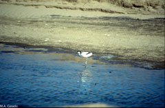 Recurvirostra avosetta