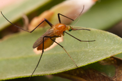 Coquillettidia xanthogaster