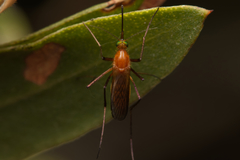 Coquillettidia xanthogaster