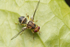 Bactrocera neohumeralis