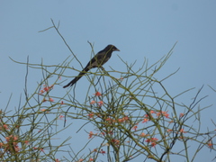 Dicrurus macrocercus