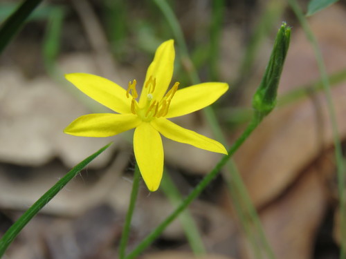 Hypoxis hygrometrica Labill.