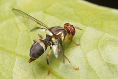 Bactrocera neohumeralis