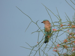 Coracias benghalensis