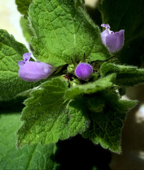 Lamium purpureum