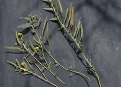 Chamaecrista biensis