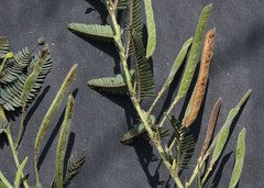 Chamaecrista biensis