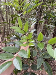 Polyscias kavaiensis