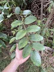 Polyscias kavaiensis