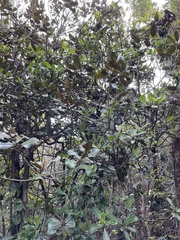 Planchonella sandwicensis