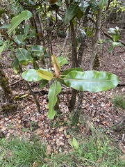 Planchonella sandwicensis