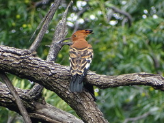 Upupa epops africana