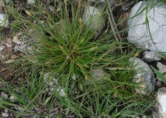 Bulbostylis humilis