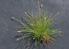 Bulbostylis humilis
