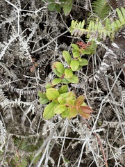 Vaccinium dentatum