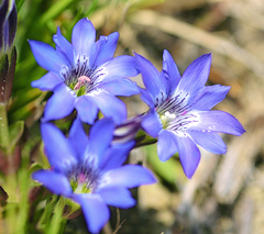 Gentiana thunbergii thunbergii