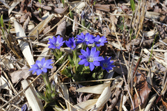 Gentiana thunbergii thunbergii
