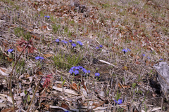 Gentiana thunbergii thunbergii