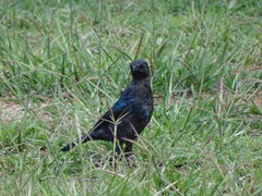 Lamprotornis australis