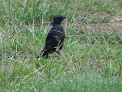 Lamprotornis australis