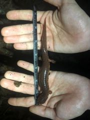 Pseudotriton montanus montanus