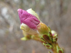 Rhododendron mucronulatum