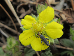 Potentilla fragarioides