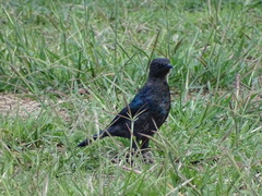 Lamprotornis australis