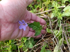 Erodium gruinum