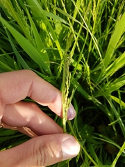 Poa trivialis