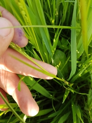 Poa trivialis